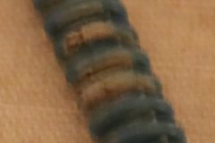 Växelspaksknopp Fjäder 1968-76 Mopar A/T Rattväxel