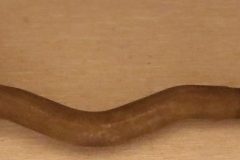 P-ända Inre  1957-64 Mopar